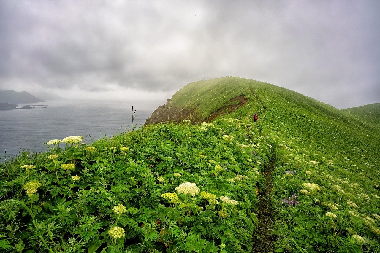 cape, pasture, beautiful flowers, sea, beautiful nature, rebun island, landscape, nature background, trail, flower background, cloud, fog, nature, flowers, flower wallpaper, hokkaido, japan, hd wallpaper, nature wallpaper