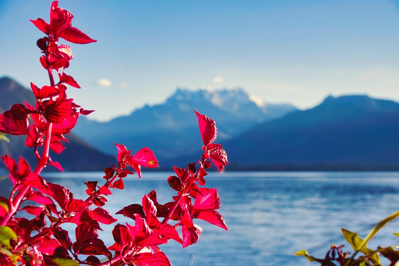 flower, beautiful nature, plant, lake, mountains, dents-du-midi, leman, flower background, geneva lake, switzerland, flower wallpaper, montreux, nature background, nature, landscape, beautiful flowers, hd wallpaper, nature wallpaper